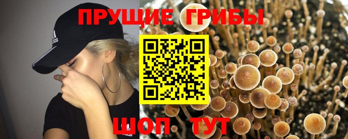 Псилоцибиновые грибы GOLDEN TEACHER Зеленокумск